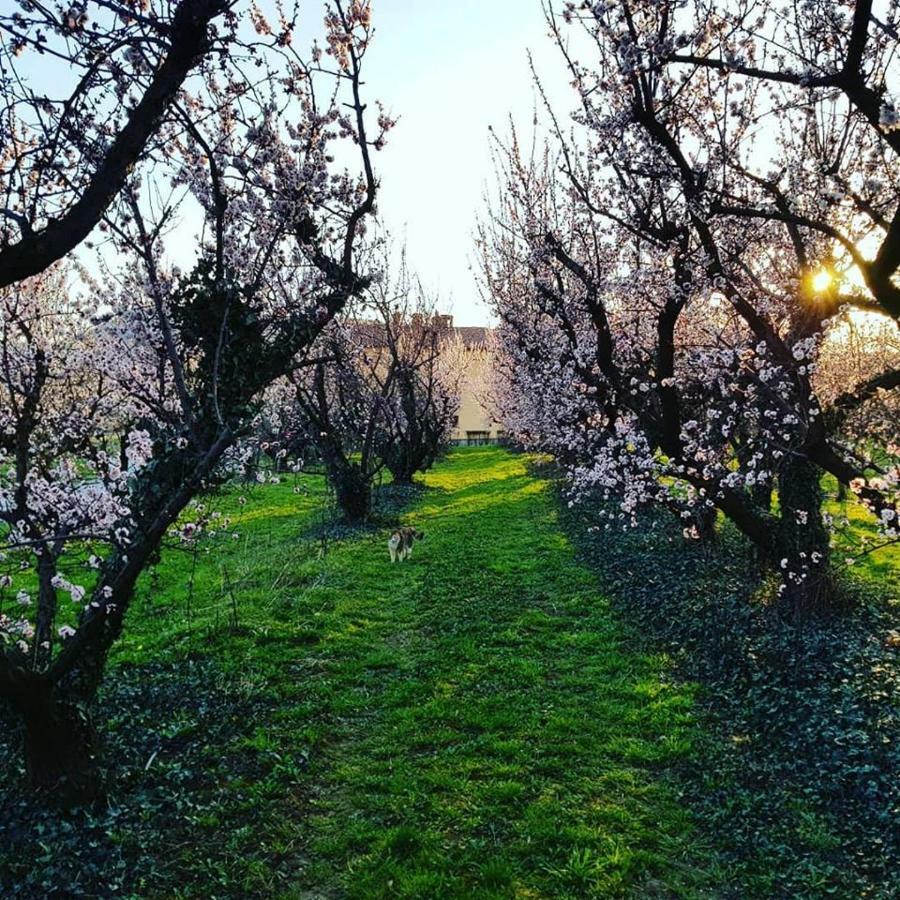 Borea Rooms - Sobe Budanje Vipava Dış mekan fotoğraf
